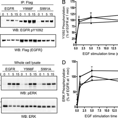 Western Blot Analysis Of Egfr And Associated Proteins Flag Tagged Wild