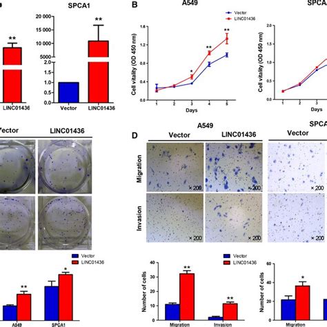 Knockdown Of Linc Inhibits Cell Proliferation Migration And