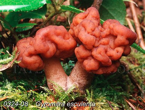 Gyromitra esculenta - Mushroom.Pro