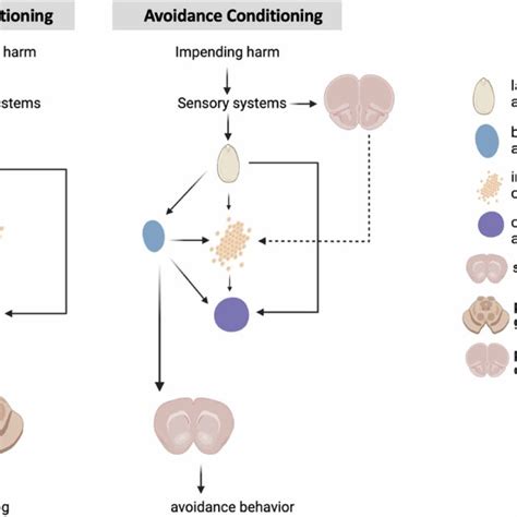 Simplified Schematics Of The Neural Circuitry Underlying Fear Download Scientific Diagram