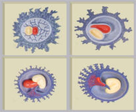 Embryo Diagram Quizlet