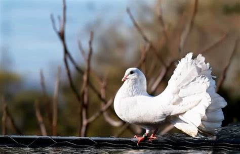 White Pigeon Meaning and Symbolism (Freedom & Beauty)