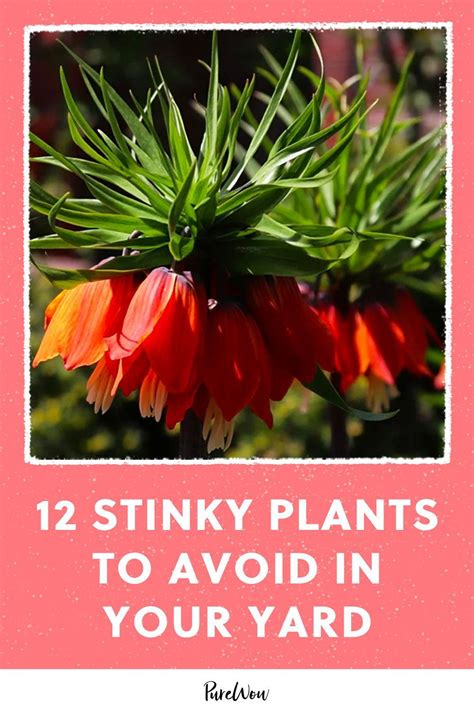 Here Are 12 Stinky Garden Plants To Avoid Planting Too Close To The Front Door From The Motor