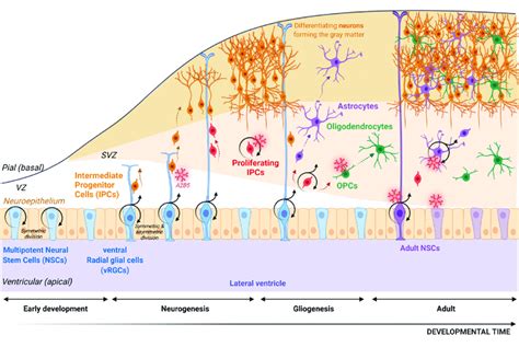 Schematic Representation Of Neurogenesis And Gliogenesis Processes