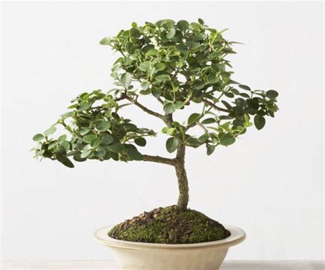 Modern Globe Manzanita Forest Moss Terrarium Bonsai Tree Natal Plum