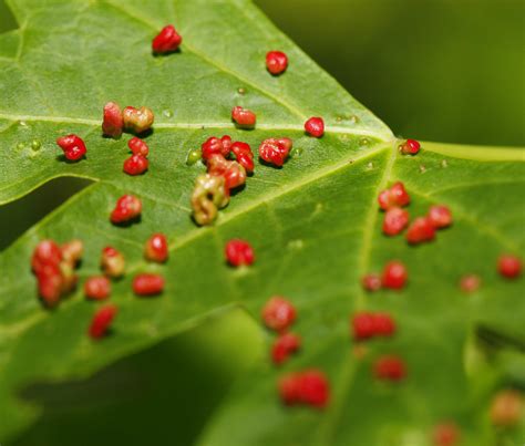 Red Leaf Galls Galls On A Maple Leaf Caused I Believe By  Flickr