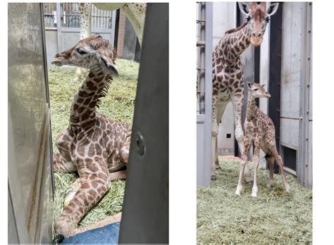 【大阪市天王寺区・阿倍野区】キリンの赤ちゃん誕生！天王寺動物園でハルカスちゃんと幸弥くんカップルの間に令和ベイビーが生まれました！ 号外