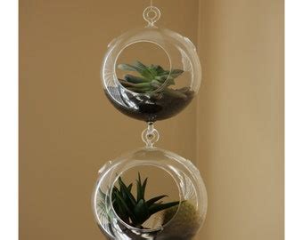 air plant – Etsy