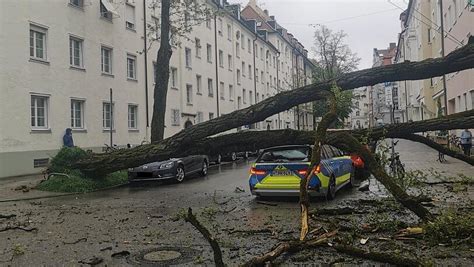 M Nchen Baum Kracht Auf Polizeiwagen Beamtin Leicht Verletzt