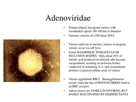 PPT - Adenoviridae PowerPoint Presentation - ID:270016