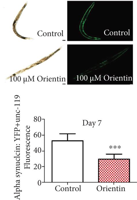 Orientin Delays The Progression Of Neurodegenerative Diseases In Models