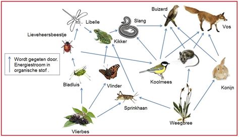 Voedselweb Biologielessen Nl