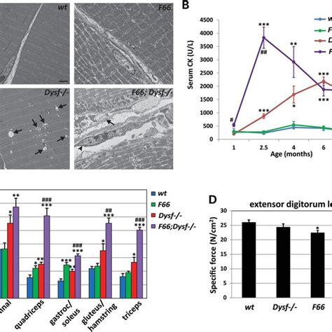 Effect Of Fst Transgene Expression On Muscle Fiber Integrity And