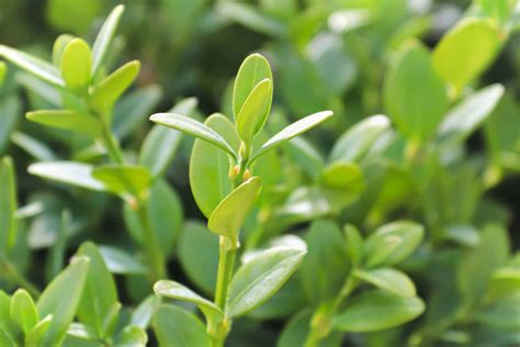 The Beautiful Winter Gem Boxwood An Easy Care Guide