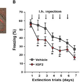 Hippocampal Igf Igfbp Signaling Regulates Extinction Of Learned Fear