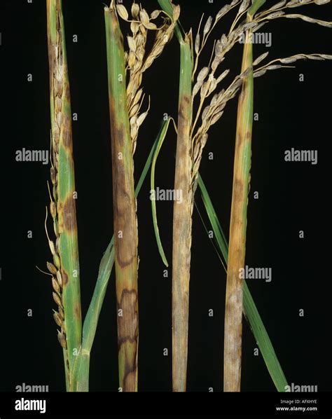 Sheath Rot Sarocladium Oryzae Lesions And Necrosis On Rice Flagleaf