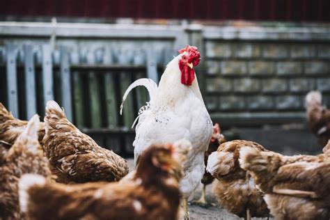 Comment Démarrer un élevage de poulets de chair au Sénégal