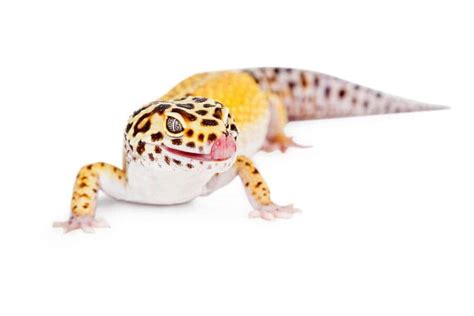 Do Leopard Geckos Bite Does It Hurt The Real Answer