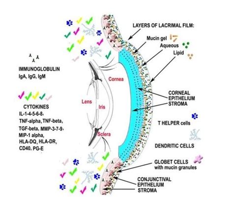 Ijms Free Full Text Analysis Of The Pathogenic Factors And Management Of Dry Eye In Ocular