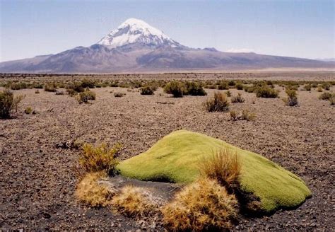 Sajama With Altiplano Flora Photos Diagrams And Topos Summitpost