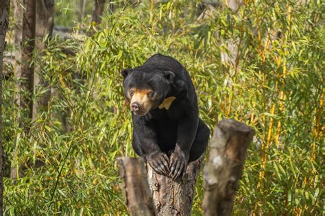 Learn About Sun Bear Conservation | Hertfordshire Zoo