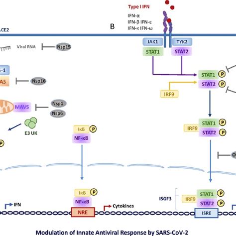 Ifn Signaling Through The Jak Stat Pathway Type I Left Panel And