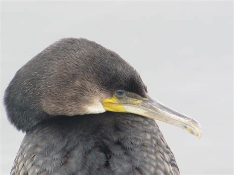 Corvo Marinho De Faces Brancas Phalacrocorax Carbo Great Flickr