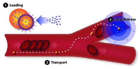 Drug Formulation Delivery And Release Using Dds Download