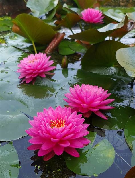 Pin By Neset Arici On Suyun G Lleri Lotus Flower Pictures Beautiful