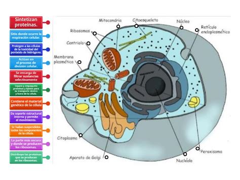 Estructura Y Funcion De Los Organelos Celulares Labelled Diagram