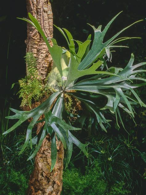 Staghorn Fern Care Backbone Valley Nursery