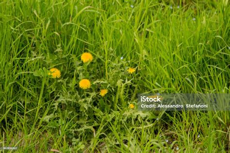 Natre Stock Photo Download Image Now Flower Head Forest