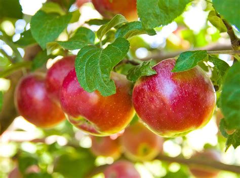 Your Autumn Guide To Apple Hill