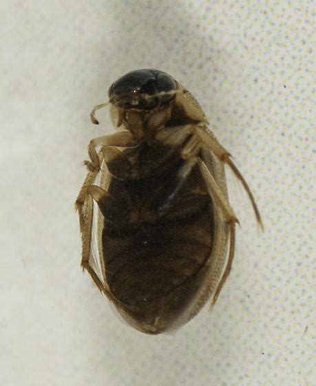 Hydrophilidae Berosus Bugguidenet