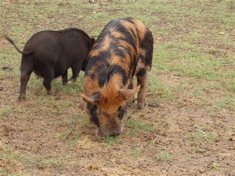 KuneKune Pigs