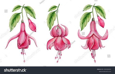 Fuschia Flower Clip Art