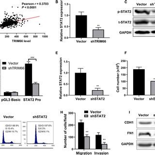 Knockdown Of Trim Inhibited Migration And Invasion Of Prostate Cancer