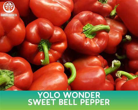 Yolo Wonder Sweet Bell Pepper Seed 25 Seeds Etsy