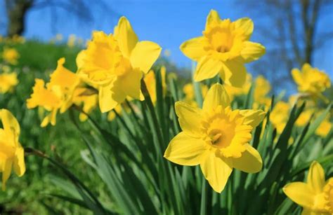 Qué se celebra el 21 de marzo y por qué se regalan flores amarillas en