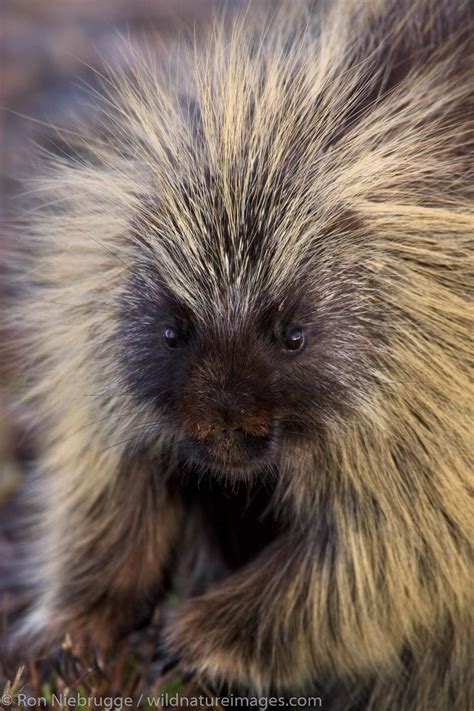 Porcupine | Photos by Ron Niebrugge