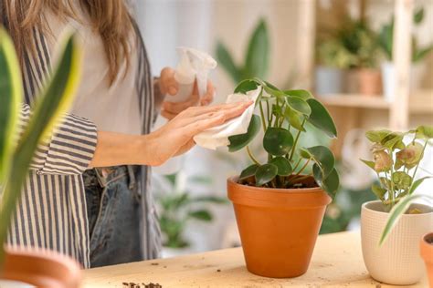 Conseils Pour Prendre Soin De Vos Plantes