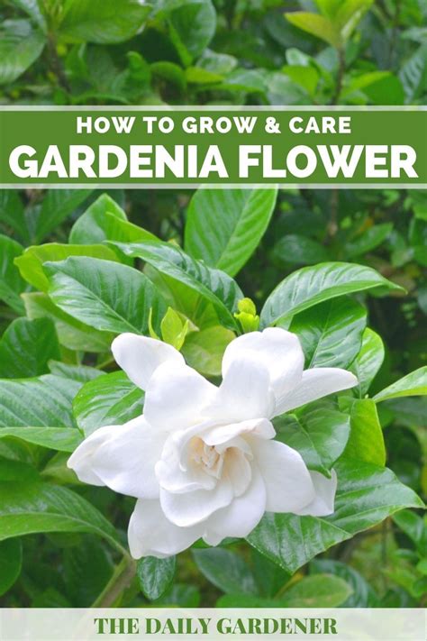 Gardenia Care, Gardenia Trees, Gardenia Bush, Gardenia Plant, White ...