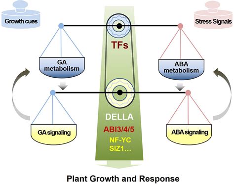 Frontiers Antagonistic Regulation Of ABA And GA In Metabolism And