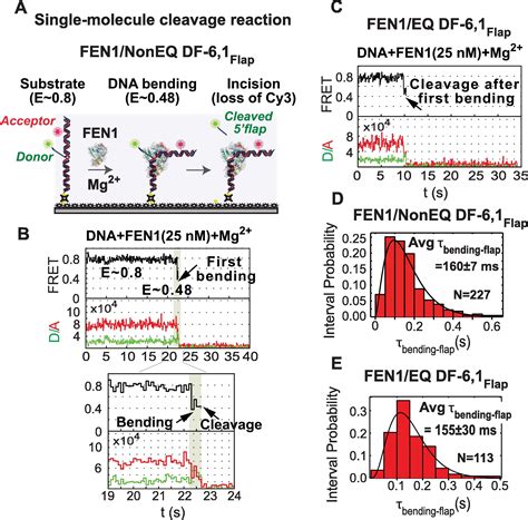 Implementing Fluorescence Enhancement Quenching And Fret For