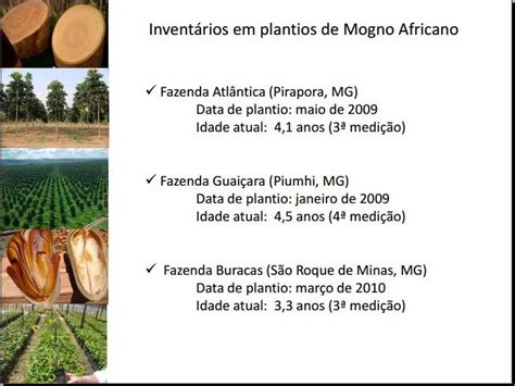 Invent Rio Florestal Em Plantios De Mogno Africano Msc Andressa