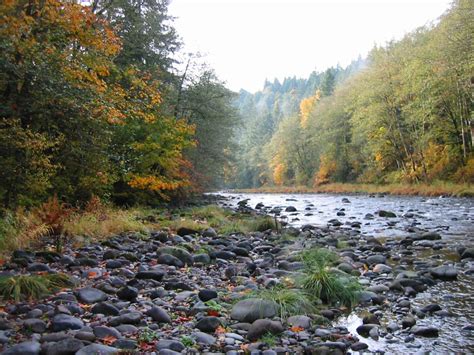 Native Plants and Why They Matter - The Freshwater TrustThe Freshwater ...