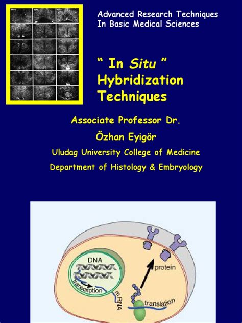 In Situ Hybridization Techniques Pdf In Situ Hybridization