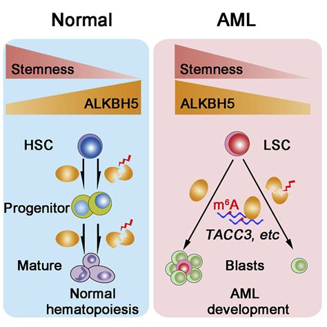 RNA Demethylase ALKBH5 Selectively Promotes Tumorigenesis And Cancer