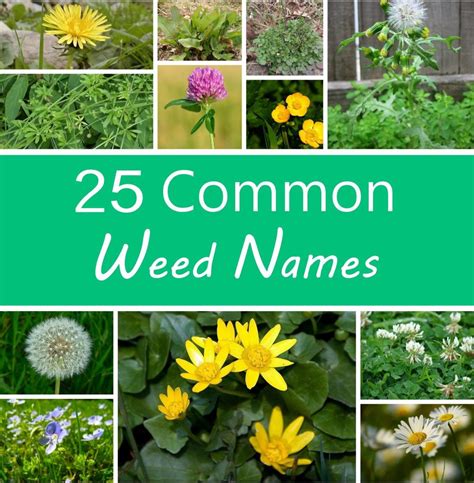 Weed Identification Common Types Of Garden And Lawn Weeds Hot Sex Picture