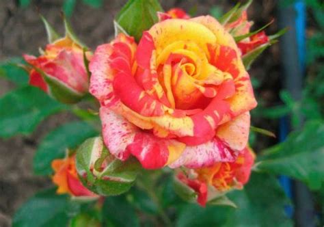 Роза спрей Файер Флеш – купить саженцы в питомнике "КСП" с доставкой по ...